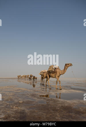 Carovane di cammelli che trasportano blocchi di sale nella depressione di Danakil, regione di Afar, Dallol, Etiopia Foto Stock