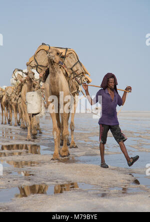 Etnia Afar l uomo e i suoi cammelli caravan che trasportano blocchi di sale nella depressione di Danakil, regione di Afar, Dallol, Etiopia Foto Stock