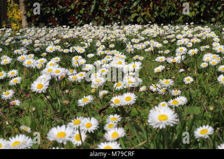 Distesa di molte margherite in campagna Foto Stock