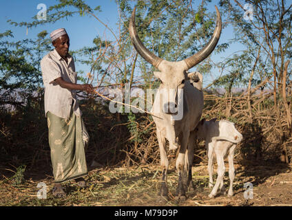 Vacche e agricoltore in un etnia afar farm, regione di Afar, Afambo, Etiopia Foto Stock