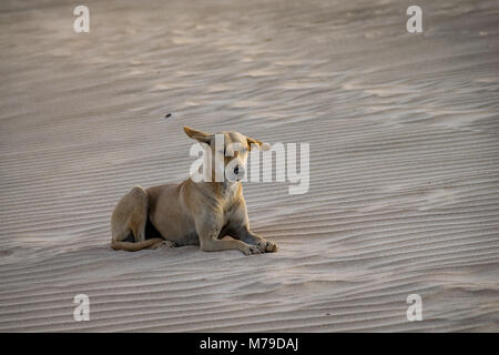 Stray golden labrador cani Mongrel poggiante sulla duna di sabbia all'alba Foto Stock