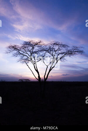 Gioisca il parco nazionale dal tramonto, regione di Afar, inondato, Etiopia Foto Stock