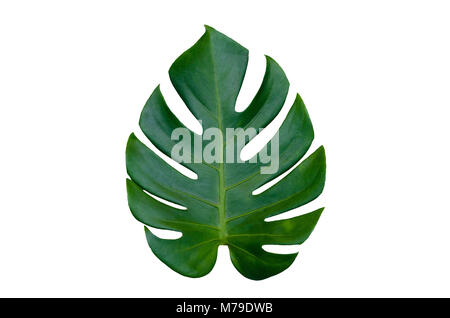 Foglie di monstera foglie con isolare su sfondo bianco lascia su bianco Foto Stock