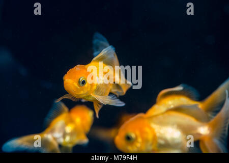 Alcuni pesci in un acquario di acqua dolce. Foto Stock