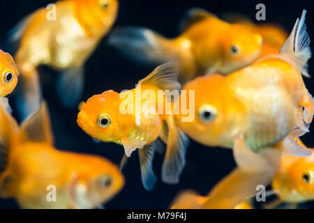 Alcuni pesci in un acquario di acqua dolce. Foto Stock