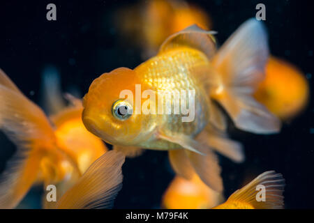 Alcuni pesci in un acquario di acqua dolce. Foto Stock