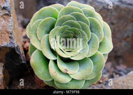 Aeonium aureum, una specie di pianta flowering. Foto Stock