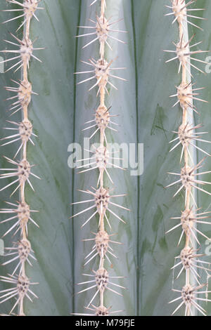 Pachycereus Pringlei (dettaglio) che mostra le spine di Cactus. Foto Stock