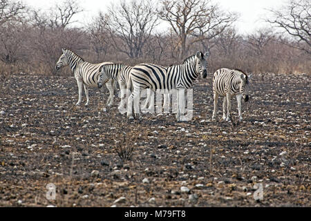 Africa Africa del sud-ovest, Namibia, Etoscha National Park, zebra, steppa zebra, Foto Stock