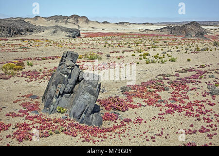 Africa Africa del sud-ovest, Namibia, Regione di Erongo, Dorob National Park, scenario, Namib, Namib Desert, riserva naturale area costiera, succulente, Mesembryanthemum, costiera deserto, paesaggio collinare, rocce basaltiche, erosione, scarico secco, il risparmio di acqua, in tutto il paese, rosso, i fiori sbocciano i fiori, montagne, nessuno, Foto Stock