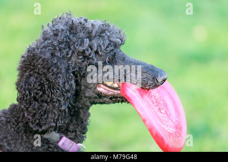 Nero barboncino Standard maschio adulto con un flying disc. Foto Stock