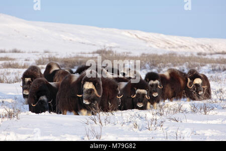 Nord America, USA, Alaska, Nord Alaska, versante Nord, muschio ox, Ovibos moschatus, Foto Stock