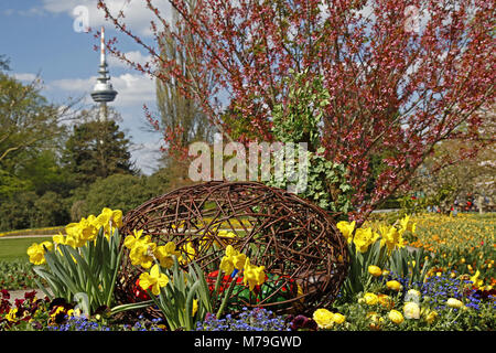 Germania, Baden-Württemberg, di Mannheim, il Luisenpark, narcisi, tulipani, fiori di primavera, fioritura ciliegio, Pasqua decorazione, Foto Stock