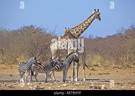 Africa Africa del sud-ovest, Namibia, Etoscha National Park, giraffe, zebre, Foto Stock