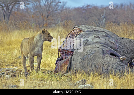 Africa Africa del sud-ovest, Namibia, Etoscha National Park, Lion Foto Stock