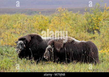 Nord America, USA, Alaska, versante Nord, muschio ox, Ovibos moschatus, Foto Stock