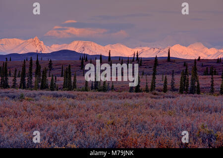 Nord America, USA, Alaska Denali National Park, Alaska Range, tundra, cespugli di mirtilli, Monte McKinley, Mount Denali, Foto Stock
