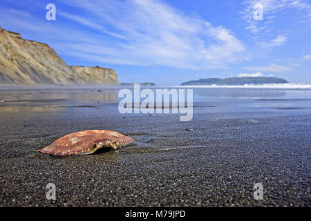 Nord America, USA, Alaska, Kodiac isola, stato Pasagshak Recreation Site, spiaggia, granchio, Foto Stock
