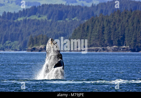 Nord America, USA, Alaska, Kodiac isola, jumping Humpback Whale, Megaptera novaeangliae, Foto Stock