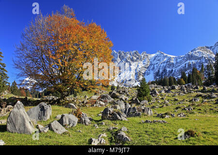 La Svizzera, Appenzell, Appenzeller paese, Alpstein massiccio,Säntis, Alpstein massiccio, Faggio, Foto Stock