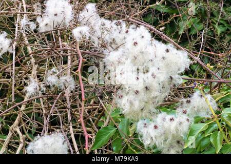 Bianchi e soffici impianto in inverno trovate in un sagrato in Oxfordshire, Regno Unito Foto Stock