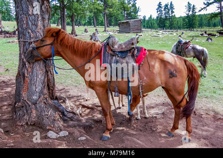 Sellati i cavalli della Mongolia in attesa di piloti in Khovsgol National Park, nel nord della Mongolia. Foto Stock