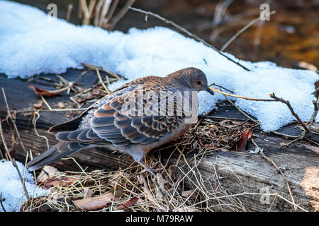 Una piccola tortora cerca di cibo nella foresta dopo un recente neve in Zama, Giappone. Foto Stock