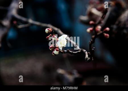 Uno dei primi fiori di primavera, fiori di susina provengono solitamente circa un mese e mezzo prima della fioritura Sakura. La primavera è bella in Giappone e un Foto Stock