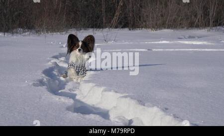 Bello cane Papillon in un vestito si siede in un cumulo di neve in inverno park Foto Stock