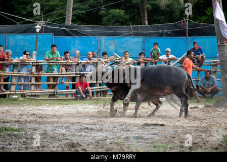 Thailandia, combattendo Buffalo (Bubalus bubalis), Combattimento Foto Stock