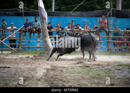 Thailandia, combattendo Buffalo (Bubalus bubalis), Combattimento Foto Stock