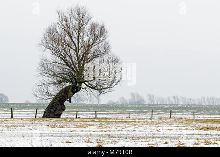 Lone pollarded willow in coperta di neve campo, Ouse lavaggi, Cambridgeshire Foto Stock