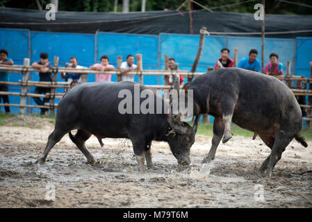 Thailandia, combattendo Buffalo (Bubalus bubalis), Combattimento Foto Stock