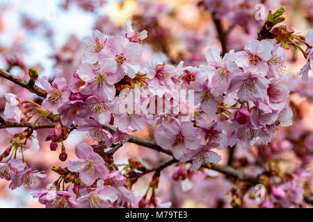 Rosa luminoso fiori di susina riempire gli alberi a fine febbraio in Giappone. Le susine sono uno dei primi alberi da frutto a fiorire in Giappone, segnalazione prossimi spr Foto Stock