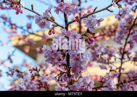 Rosa luminoso fiori di susina riempire gli alberi a fine febbraio in Giappone. Le susine sono uno dei primi alberi da frutto a fiorire in Giappone, segnalazione prossimi spr Foto Stock