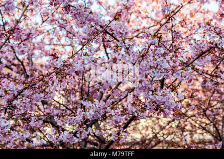 Rosa luminoso fiori di susina riempire gli alberi a fine febbraio in Giappone. Le susine sono uno dei primi alberi da frutto a fiorire in Giappone, segnalazione prossimi spr Foto Stock