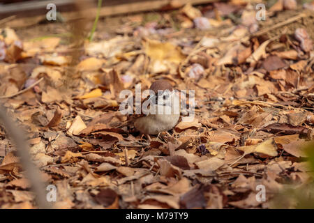 Un piccolo passero luppolo lungo la caduta foglie alla fine del lungo inverno. Girato in un parco di Shinjuku, Giappone Foto Stock