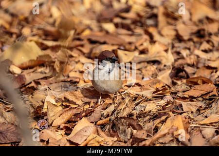 Un piccolo passero luppolo lungo la caduta foglie alla fine del lungo inverno. Girato in un parco di Shinjuku, Giappone Foto Stock