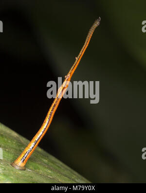 Tiger Leech (Haemadipsa picta) permanente sulla sua ventosa su una foglia nella pianura della foresta pluviale tropicale in attesa di preda Foto Stock