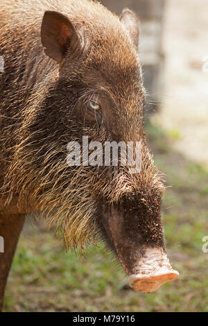 Bornean barbuto maiale (Sus barbatus) a Camp Leakey in Tanjung messa Parco Nazionale Foto Stock