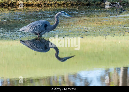 Airone blu (Ardea erodiade) wading per il pesce a TPC Sawgrass a Ponte Vedra Beach, Florida. (USA) Foto Stock