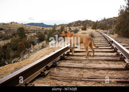 Un cane rosso sulle vecchie linee ferroviarie di Milwaukee Road, sopra Pipestone, nella contea di Jefferson, a sud-est di Butte, Montana Foto Stock