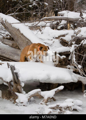 Un cane rosso caccia su una coperta di neve log jam lungo le rive di un frozen Rock Creek, nella contea di Missoula, Montana. Foto Stock