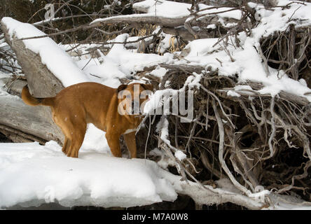 Un cane rosso caccia su una coperta di neve log jam lungo le rive di un frozen Rock Creek, nella contea di Missoula, Montana. Foto Stock