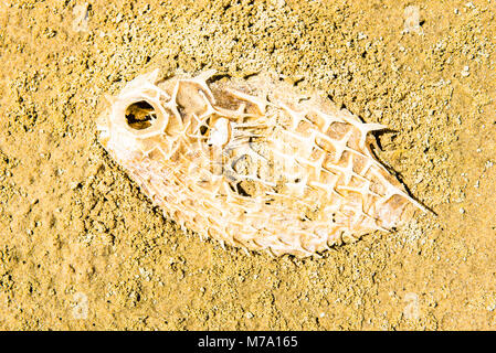 Il pesce palla rimane su Ninety Mile Beach, Isola del nord, Nuova Zelanda Foto Stock