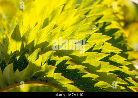 Foglie di Cape miele fiore o falso Olio di ricino impianto (Melianthus major) a Maitai Bay sulla penisola di Karikari, Isola del nord, Nuova Zelanda. Foto Stock