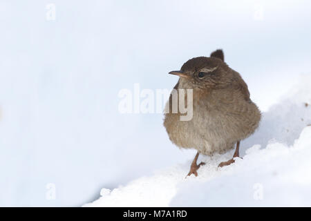 Eurasin scricciolo - Troglodytes troglodytes Foto Stock