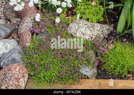 Timo strisciante, Backtimjan (Thymus serpyllum) Foto Stock