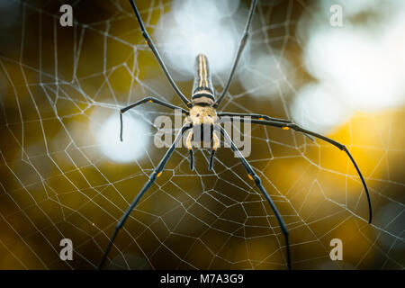 Il Ragno Gigante Nephila pilipes ubicazione sul web. Bel colore arancione oro sfondo bokeh di fondo. Foto scattata nel sud della Cambogia, Koh Rong Sanloem. Foto Stock