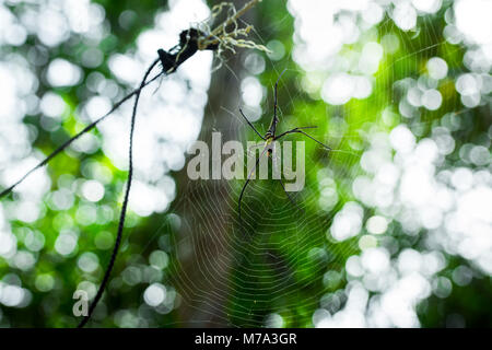 Il Ragno Gigante Nephila pilipes ubicazione sul web. Verde bellissimo sfondo bokeh di fondo. Foto scattata nel sud della Cambogia, Koh Rong Sanloem. Foto Stock